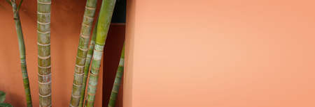 tropical palm trunk and red background. copy spaceの写真素材