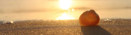 image of sandy summer beach and seashell at sunset lightの写真素材