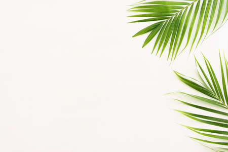 Image of tropical green palm over white wooden backgroundの写真素材