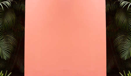 tropical palm and red background. copy spaceの写真素材