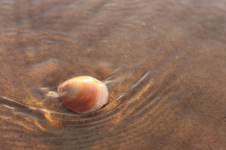 image of sandy summer beach and seashell at sunset light in the waterの写真素材