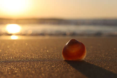 image of sandy summer beach and seashell at sunset light