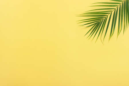 Image of tropical green palm over yellow pastel backgroundの写真素材