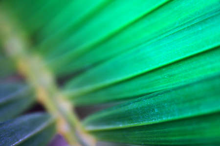 Close up image of palm tree leaf. Tropical and nature backgroundの写真素材