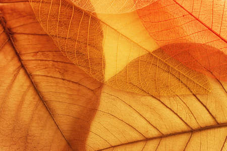 Transparent and delicate leaves over old background