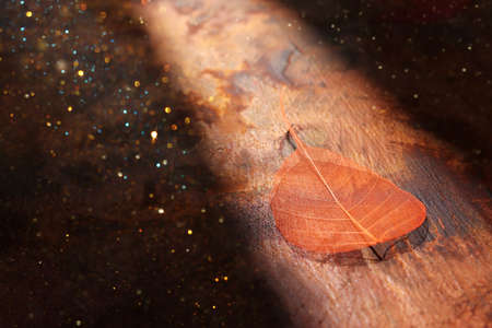 Transparent and delicate leaves over old wooden backgroundの写真素材