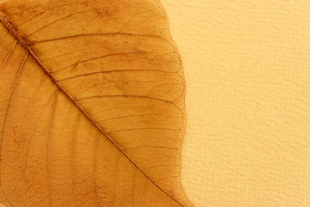 Transparent and delicate leaves over old backgroundの写真素材