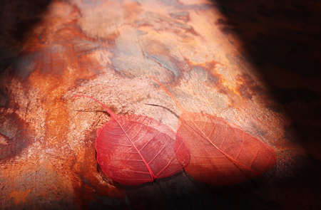 Transparent and delicate leaves over old wooden background