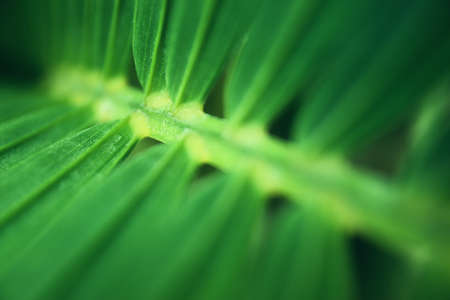 Close up image of palm tree leaf. Tropical and nature background