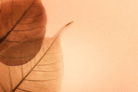 Transparent and delicate leaves over old background