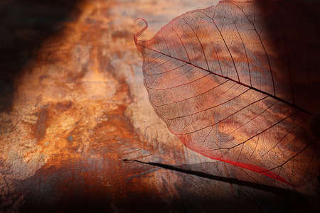 Transparent and delicate leaves over old wooden background