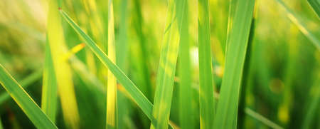 Close up image of green leaf detail. Ecology and nature bannerの写真素材