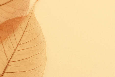 Transparent and delicate leaves over old background