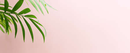 Image of tropical green palm over pink pastel backgroundの写真素材