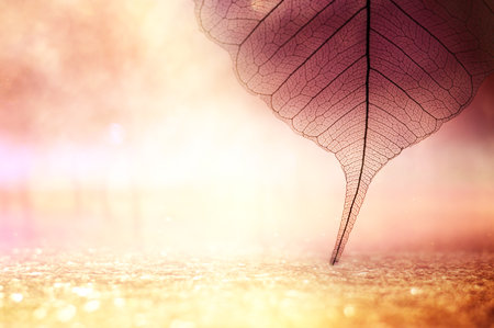 Transparent skeleton leaves over bright abstract background