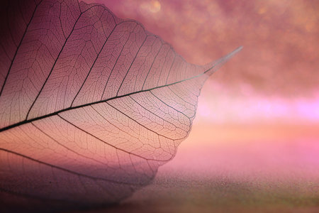 Transparent skeleton leaves over bright abstract background
