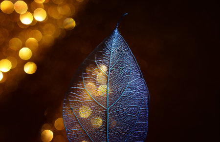 Transparent skeleton leaves over glitter black abstract backgroundの写真素材