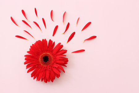 Top view image of red flower composition over pink backgroundの写真素材