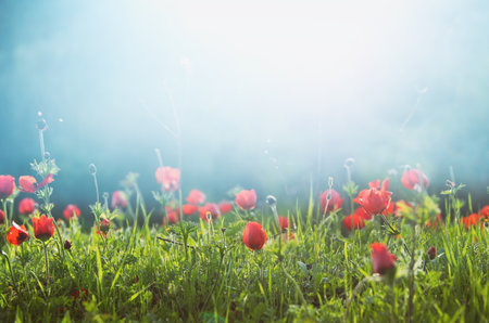 photo of red poppy in the green field at sun lightの写真素材