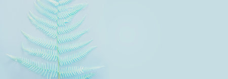 Top view image of pastel dry fiddlehead ferns over blue background .Flat lay