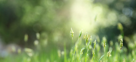 Fresh bloom in the meadow, the beauty of nature in spring