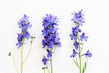 Top view image of violet delphinium flowers composition over white isolated backgroundの写真素材