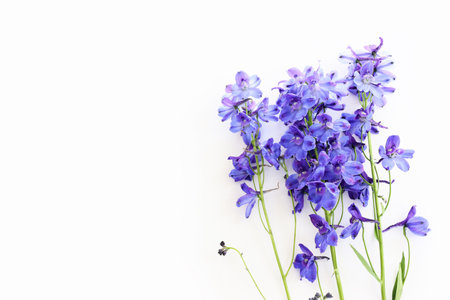 Top view image of violet delphinium flowers composition over white isolated backgroundの写真素材