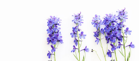 Top view image of violet delphinium flowers composition over white isolated backgroundの写真素材