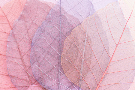 Colorful transparent and delicate skeleton leaves