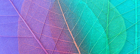 Colorful transparent and delicate skeleton leaves