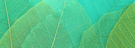 Colorful transparent and delicate skeleton leavesの写真素材