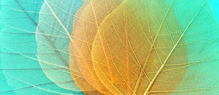 Colorful transparent and delicate skeleton leavesの写真素材