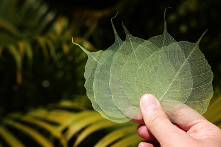 Colorful transparent and delicate skeleton leavesの写真素材