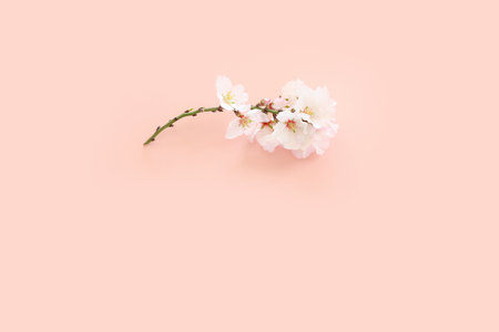 image of spring white cherry blossoms tree over pink pastel backgroundの写真素材
