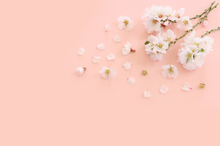 image of spring white cherry blossoms tree over pink pastel backgroundの写真素材