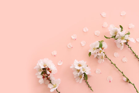 image of spring white cherry blossoms tree over pink pastel backgroundの写真素材