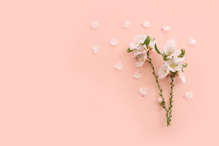 image of spring white cherry blossoms tree over pink pastel backgroundの写真素材