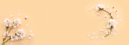 image of spring white cherry blossoms tree over yellow pastel backgroundの写真素材