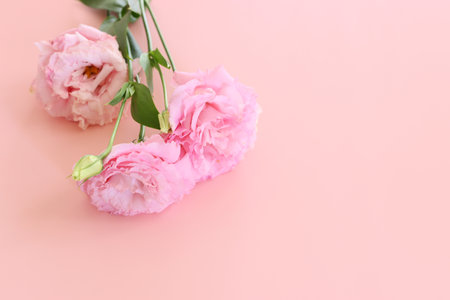Top view image of delicate pink flowers over pastel backgroundの写真素材