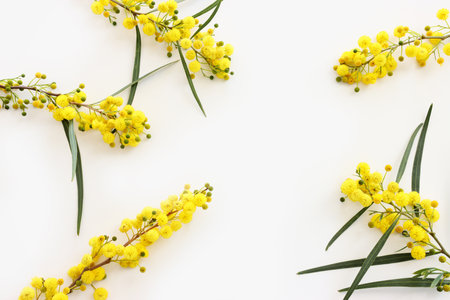 Top view image of spring yellow mimosa flowers composition over white backgroundの写真素材