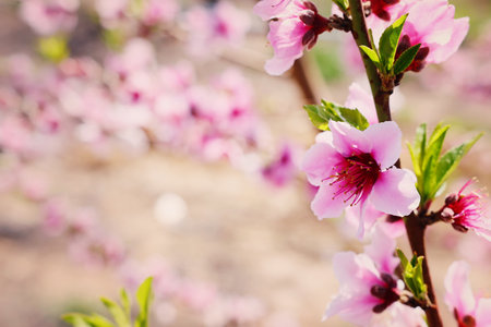 background of spring blossom tree. selective focusの写真素材