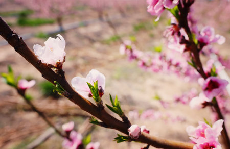 background of spring blossom tree. selective focusの写真素材
