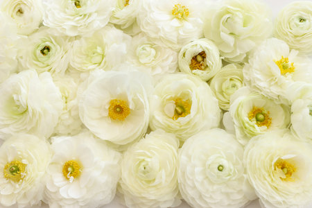 Top view image of white flowers composition