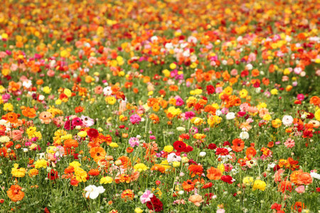 photo with low angle of buttercup spring flowers. Selective focus