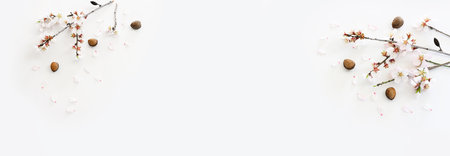 image of spring almond blossoms tree over isolated white backgroundの写真素材