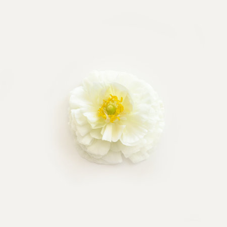 Top view image of white flower