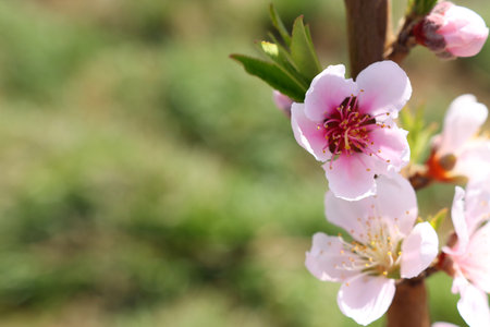 background of spring blossom tree. selective focusの写真素材