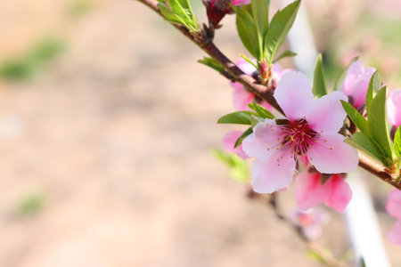 background of spring blossom tree. selective focusの写真素材