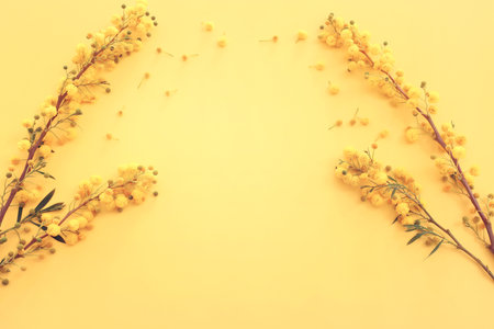 Top view image of spring yellow mimosa flowers composition backgroundの写真素材