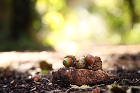Image of acorns in the forest